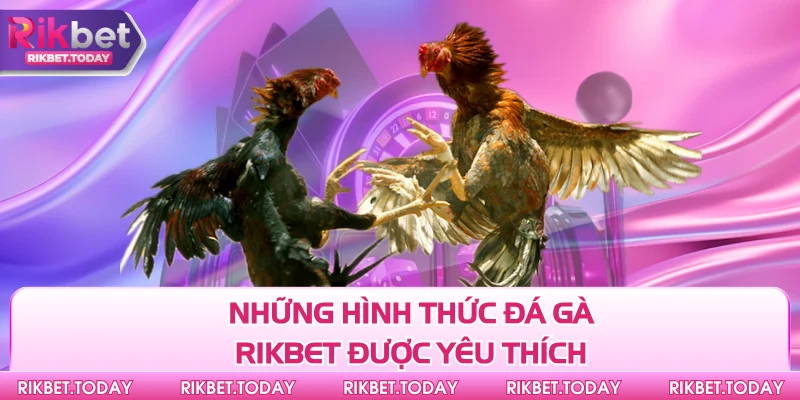 Đá Gà Rikbet 3 Những hình thức đá gà Rikbet được yêu thích