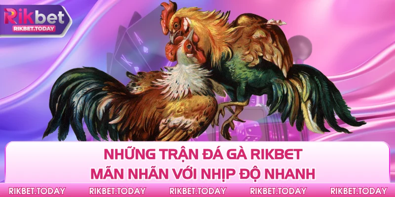 Đá Gà Rikbet 1 Những trận đá gà Rikbet mãn nhãn với nhịp độ nhanh