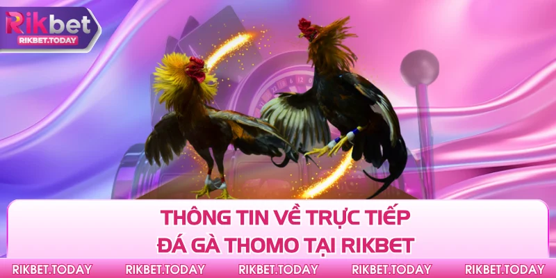 Trực Tiếp Đá Gà Thomo - Giải Trí Trực Tuyến Hàng Đầu Hiện Nay 2 Thông tin về trực tiếp đá gà Thomo tại Rikbet