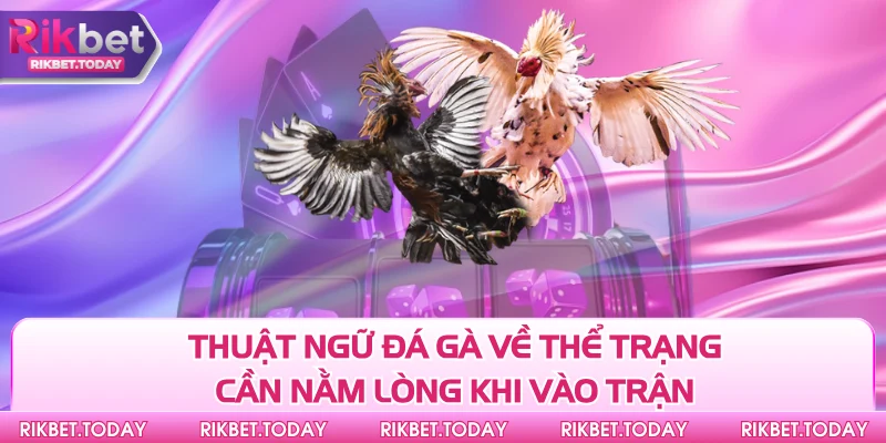 Thuật Ngữ Đá Gà Chuẩn - Giúp Bạn Bắt Kèo Cực Chuẩn 4 Thuật ngữ đá gà về thể trạng cần nằm lòng khi vào trận
